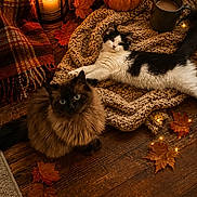Sadie joined the competition — help win amazing prizes! autumn, black_and_white_cat, brown_cat, candle, cat, cozy, decor, fairy_lights, fall_leaves, indoor, kitten, knitted_blanket, lantern, mug, pets, pumpkin, relaxing, seasonal, warm_lighting, wooden_floor