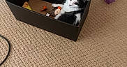 Sadie joined the competition — help win amazing prizes! animal, black_and_white, box, carpet, cat, colorful, cozy, curious, cute, feline, floor, home, indoor, kitten, pet, playful, resting, small, soft_toys, toys