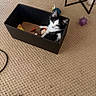 animal, black_and_white, box, carpet, cat, colorful, cozy, curious, cute, feline, floor, home, indoor, kitten, pet, playful, resting, small, soft_toys, toys