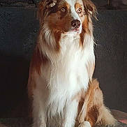 Neyko a rejoint le concours — aidez-le/la à gagner de superbes lots ! dog, australian_shepherd, sitting, fur, fluffy, pet, indoor, rug, colorful_rug, brown_and_white, attentive, animal, canine, portrait, looking_away, natural_light, domestic_animal, ears, paw, calm