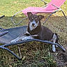 dog, black_and_white, lawn_chair, outdoor, grass, pet, relaxed, animal, sunlight, backyard, resting, canine, nature, daylight, furniture, seat, summer, vacation, recliner, quiet