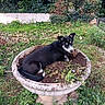 dog, black_and_white, flower_pot, garden, soil, grass, plants, outdoor, greenery, nature, animal, pet, yard, fence, shrubbery, leaves, daylight, mischievous, resting, curious