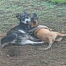 dog, dogs, animal, pet, outdoor, grass, friendship, embrace, brown_dog, black_dog, playful, resting, nature, canine, cute, companions, ground, relaxed, green_basin, daytime