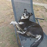 Aska participe au concours pour gagner de l'argent avec cette photo : dog, outdoor, chair, grass, relaxed, black_and_white, pet, animal, lounge, yard, footwear, sandal, nature, sunlight, fence, resting, canine, curious, casual, daytime