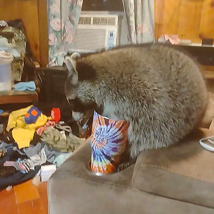 Sloppy is registered to the contest to win money with this photo: air_conditioner, animal, armrest, clothes, clutter, couch, cozy, cup, curious, curtains, fur, furniture, indoor, messy, pet, raccoon, room, tie_dye, wildlife, wood_paneling
