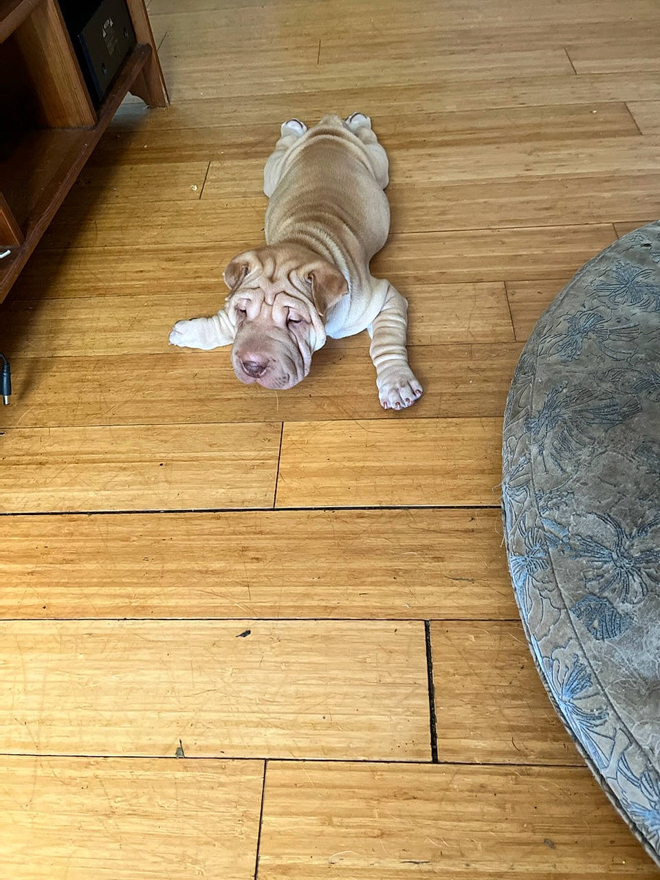 Bella Rue is registered to the contest to win money with this photo: brown, carnivore, comfort, companion_dog, dog, dog_breed, fawn, floor, flooring, hardwood, laminate_flooring, pattern, pet_supply, plank, plywood, varnish, window, wood, wood_flooring, wood_stain