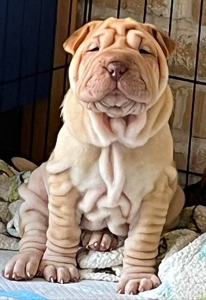 Bella Rue is registered to the contest to win money with this photo: art, big_cats, bulldog, carnivore, carving, companion_dog, dog, dog_breed, fawn, felidae, fur, lion, sculpture, shar_pei, snout, statue, terrestrial_animal, wildlife, wood, wrinkle