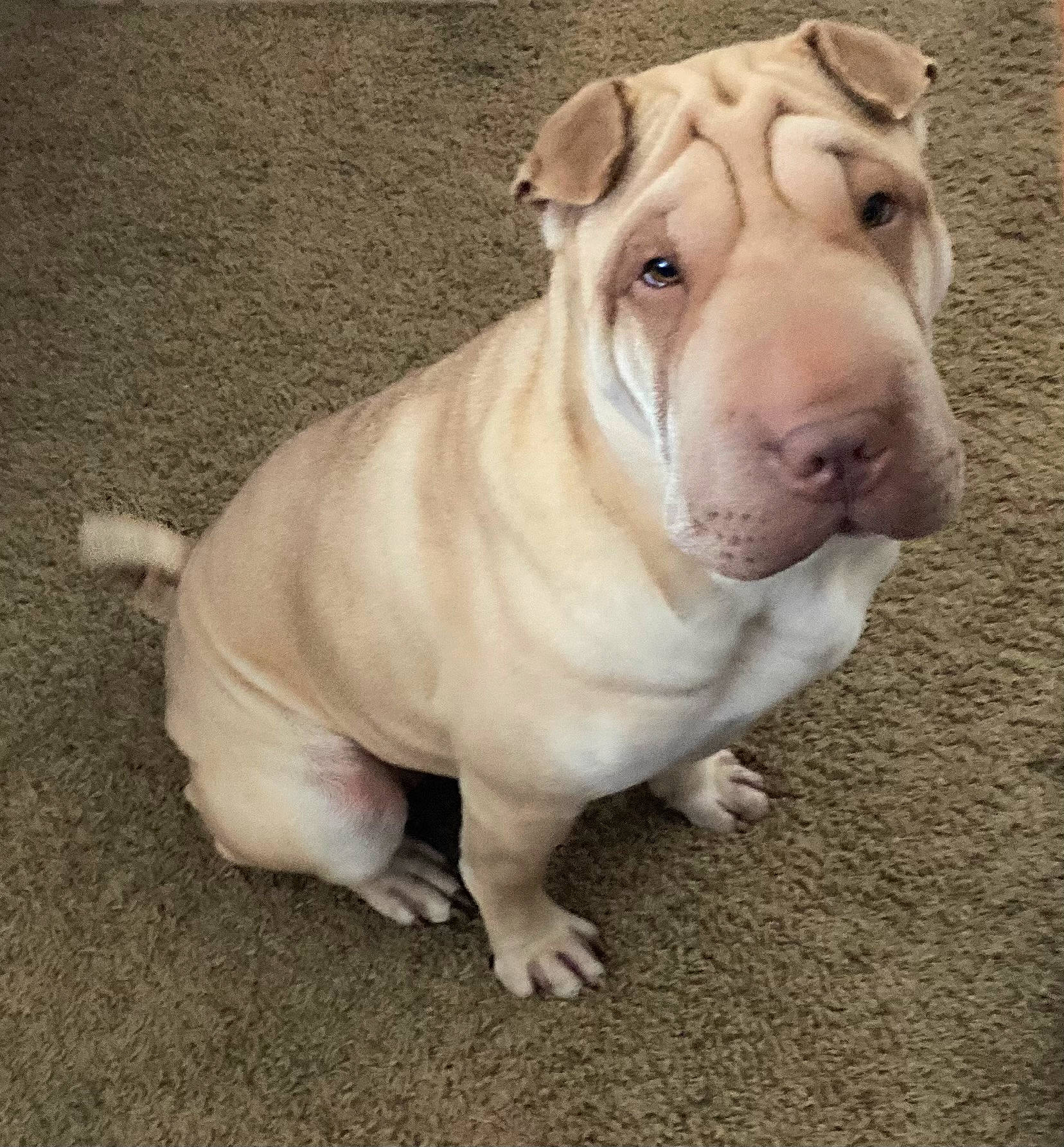 Bella Rue joined the competition — help win amazing prizes! ancient_dog_breeds, bulldog, canidae, carnivore, companion_dog, dog, dog_breed, fawn, flooring, molosser, non_sporting_group, ori_pei, paw, sporting_group, terrestrial_animal, whiskers, wood, working_animal, working_dog, wrinkle