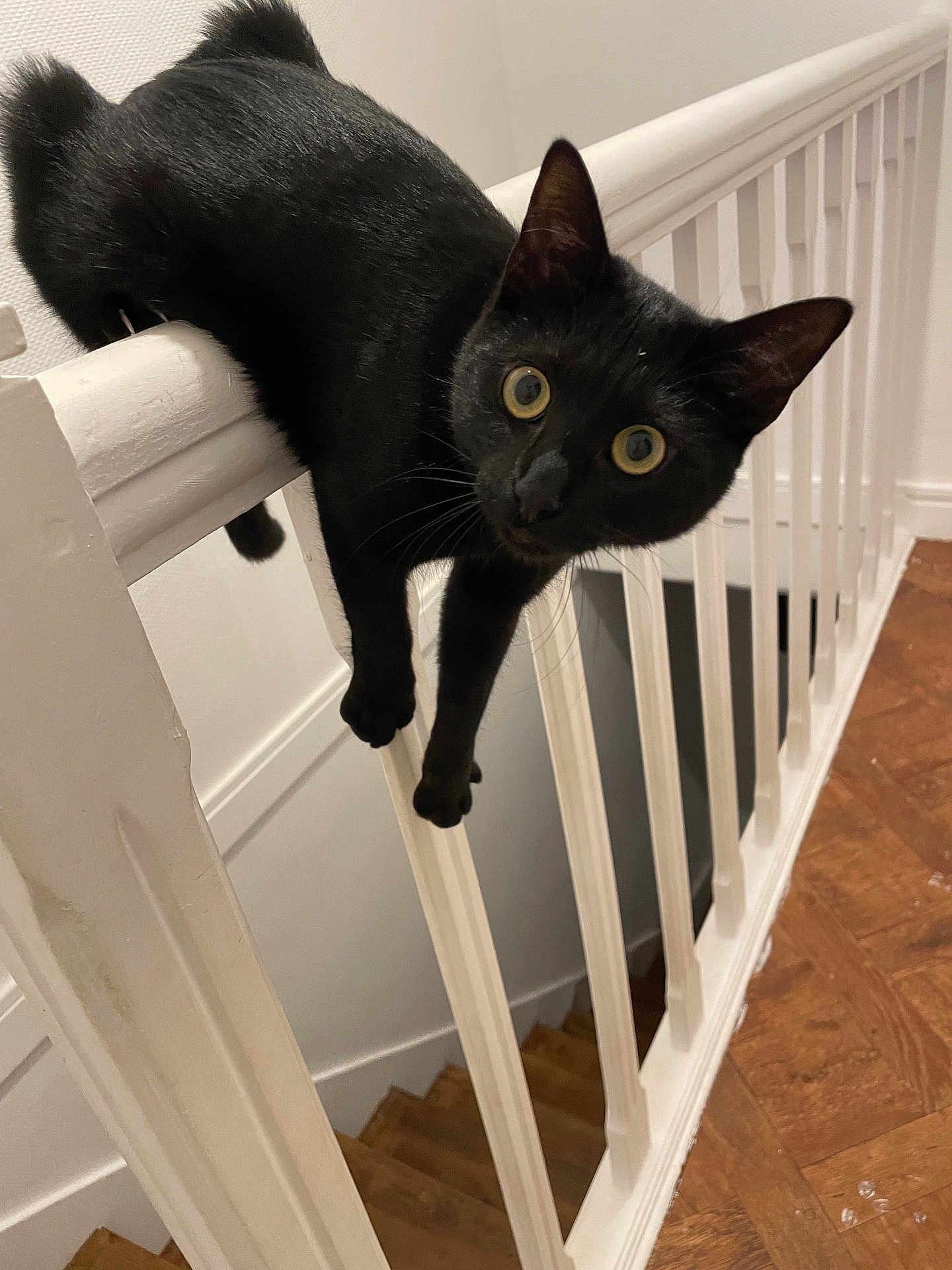 Taze a rejoint le concours — aidez-le/la à gagner de superbes lots ! black_cat, cat, indoor, stairs, railing, wood_floor, white_wall, curious, pet, animal, feline, wide_eyes, balcony, climbing, looking, mischievous, house, domestic, fur, whiskers