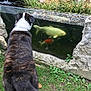 animal, back_view, brindle_coat, curious, daylight, dog, fish, grass, greenery, koi_fish, nature, outdoor, pet, plants, pond, reflection, rocks, tail, water, waterfall