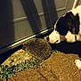 Yorky a rejoint le concours — aidez-le/la à gagner de superbes lots ! animal, closeup, curious, dog, door, fur, grass, ground, hedgehog, interaction, mammal, nature, night, nose, outdoor, pavement, pet, shadow, sniffing, wildlife