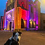 animal, arched_windows, architecture, building, colorful_lights, dog, evening, historic, illuminated, leash, lighting, night, outdoor, pavement, pet, portrait, quiet, sky, stone_building, urban
