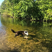 Yorky a rejoint le concours — aidez-le/la à gagner de superbes lots ! animal, canine, daytime, dog, forest, greenery, lake, leash, nature, outdoor, peaceful, reflection, ripples, river, shallow_water, summer, sunlight, trees, water, wildlife