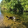 animal, canine, daytime, dog, forest, greenery, lake, leash, nature, outdoor, peaceful, reflection, ripples, river, shallow_water, summer, sunlight, trees, water, wildlife