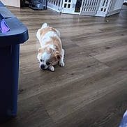 Gizmo is registered to the contest to win money with this photo: animal, baby_gate, boxes, crouching, cute, dog, fluffy, furniture, home, indoors, looking_at_camera, lying_down, pet, playpen, portrait, puppy, room, small_dog, white_and_brown, wood_floor