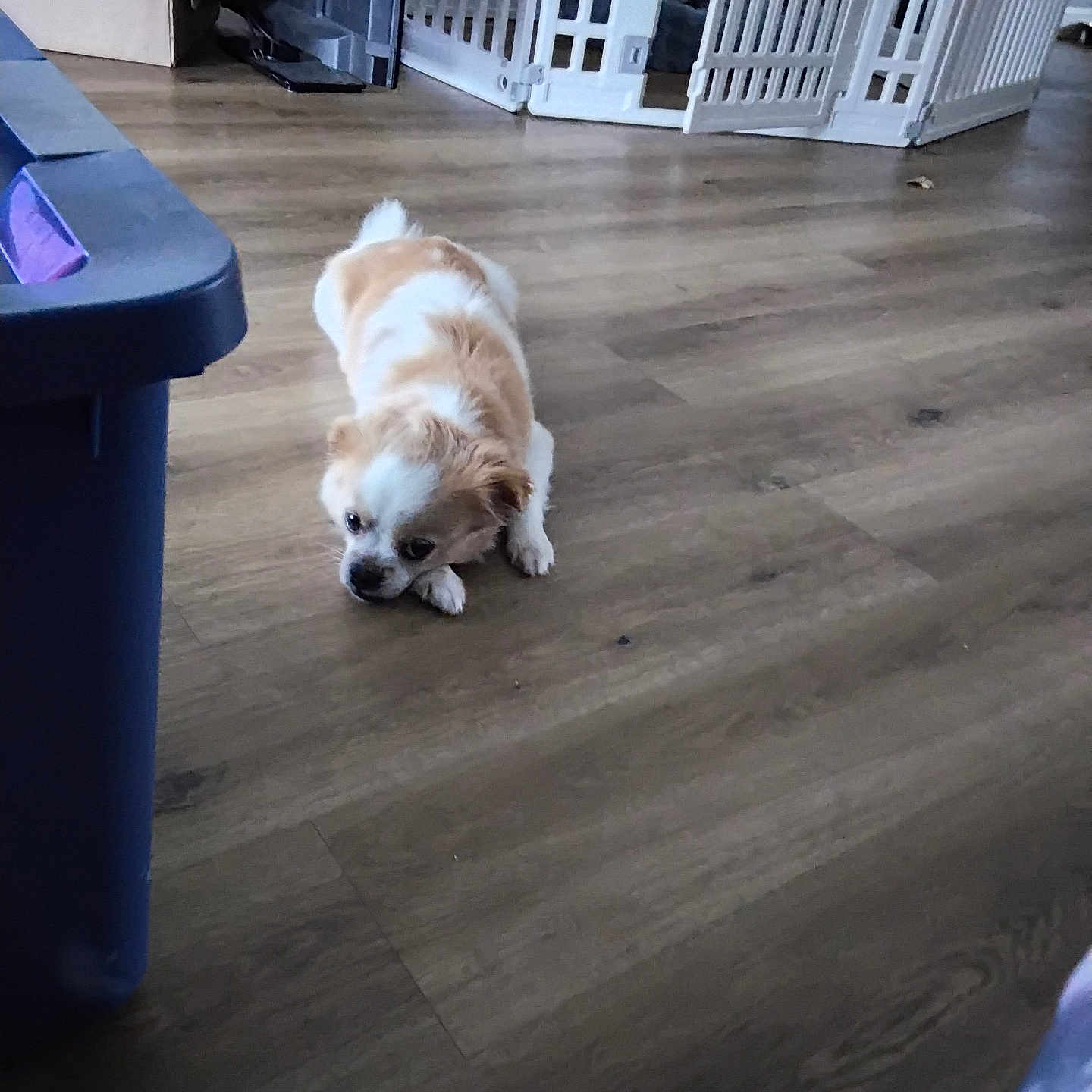 Gizmo