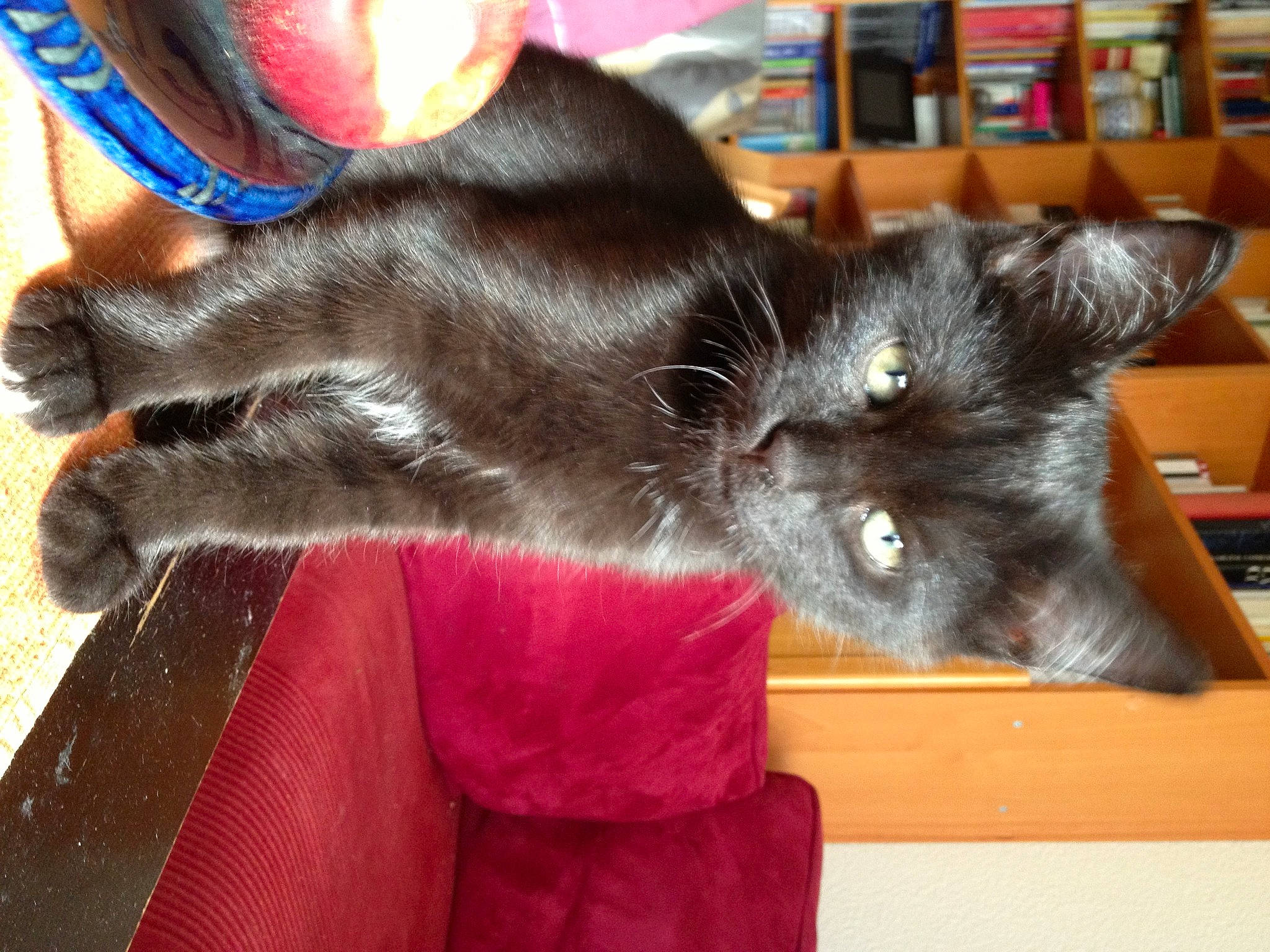 Ioda participe au concours pour gagner de l'argent avec cette photo : asian, black_cat, bombay, burmese, carnivore, cat, claw, domestic_long_haired_cat, domestic_short_haired_cat, ear, felidae, fur, kitten, korat, mammal, nebelung, small_to_medium_sized_cats, whiskers