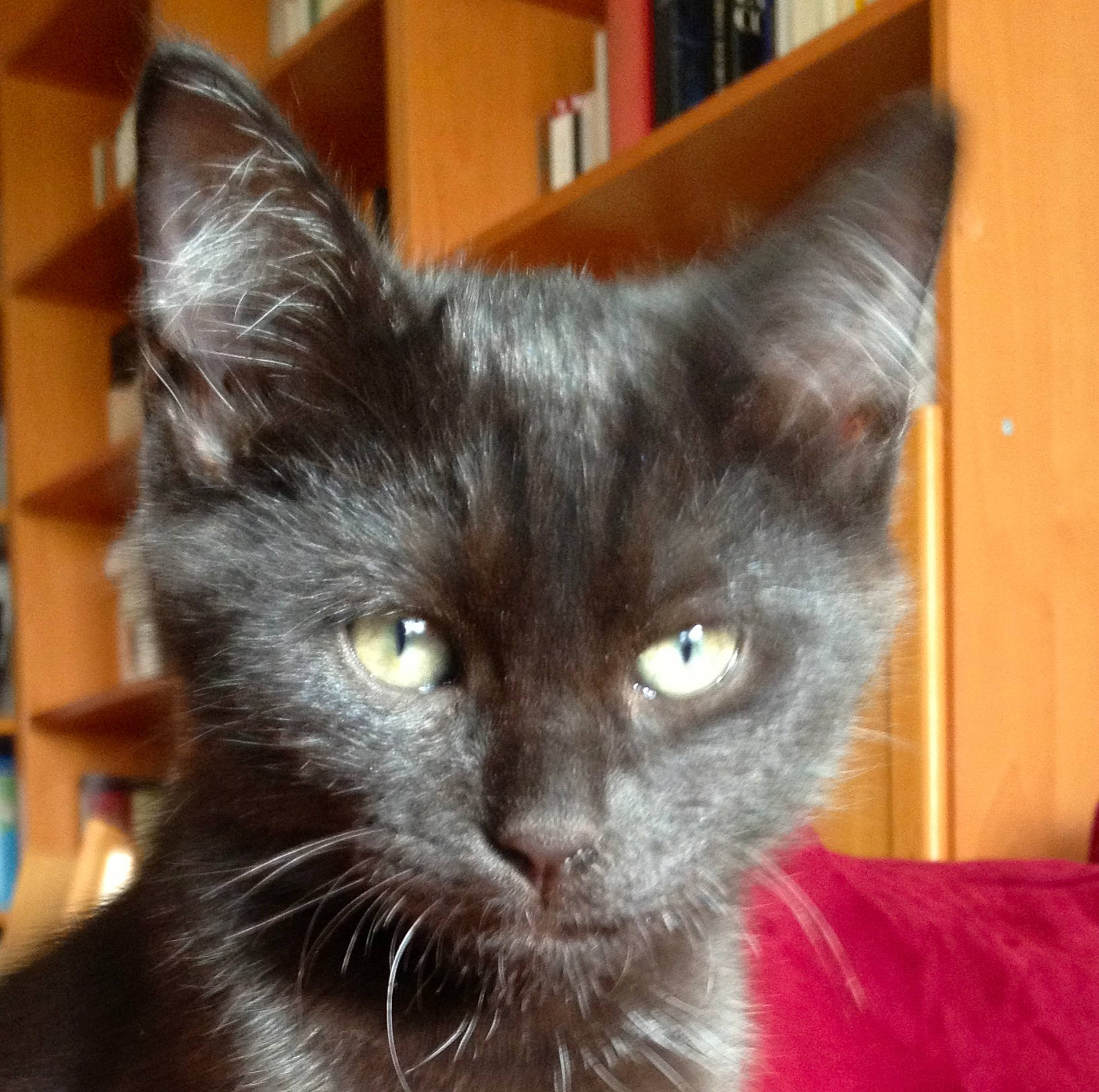 Ioda a rejoint le concours — aidez-le/la à gagner de superbes lots ! asian, black_cat, burmese, carnivore, cat, chartreux, domestic_long_haired_cat, domestic_short_haired_cat, ear, eye, felidae, fur, kitten, korat, mammal, nebelung, small_to_medium_sized_cats, snout, vertebrate, whiskers