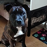 Bud a rejoint le concours — aidez-le/la à gagner de superbes lots ! animal_photography, brindle, canine, class_photo, dark_coat, dog, floppy_ears, front_facing, home, indoor, living_area, paw_prints, pet, pet_gate, portrait, short_hair, sitting, text_overlay, white_chest, wood_floor