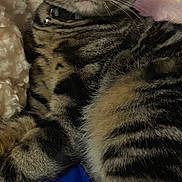 Deuce joined the competition — help win amazing prizes! cat, tabby_cat, pet, animal, feline, collar, bell, fur, whiskers, ears, eyes, indoor, blanket, soft, striped, closeup, relaxed, comfortable, mammal, cute