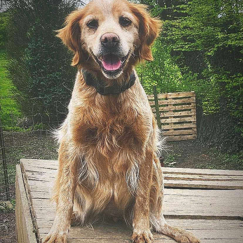 Hella a rejoint le concours — aidez-le/la à gagner de superbes lots ! animal, architecture, bench, building, canine, dog, furniture, goldenretriever, land, nature, outdoors, person, pet, plant, puppy, sitting, tree, vegetation, wood, woodland