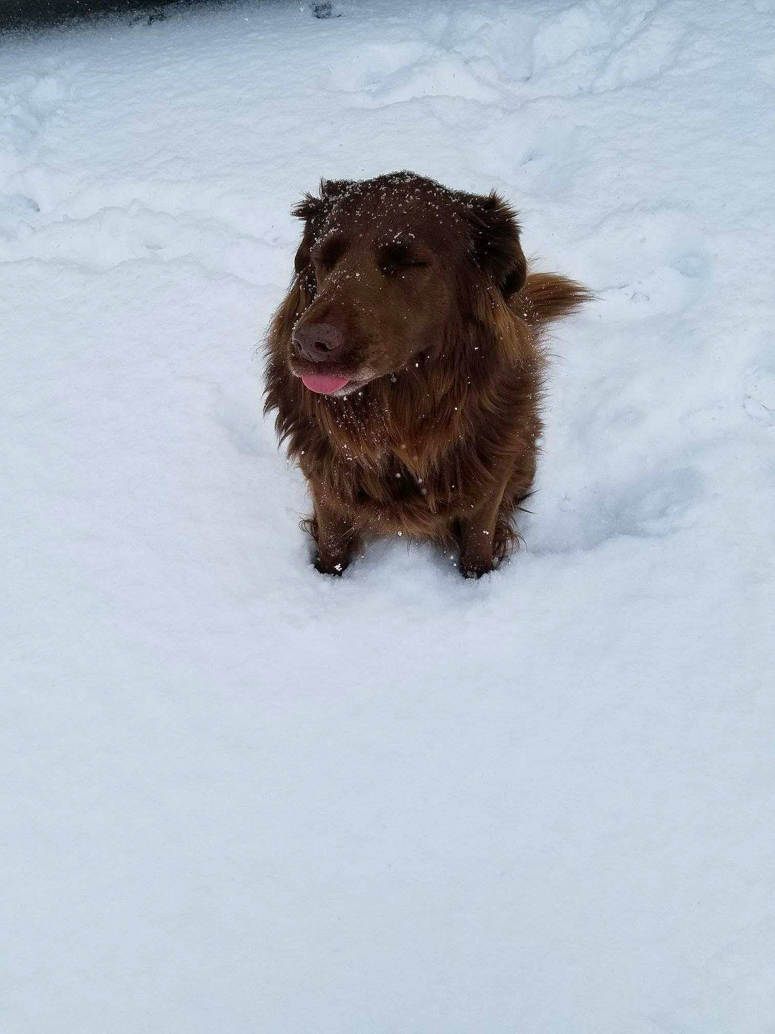 Chloe is registered to the contest to win money with this photo: dog, dog_breed, dog_breed_group, dog_like_mammal, flat_coated_retriever, freezing, fur, ice, nova_scotia_duck_tolling_retriever, snout, snow, sporting_group, winter
