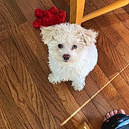Minnie joined the competition — help win amazing prizes! chair_leg, cozy, curious, cute, dog, domestic, flooring, fluffy, foot, indoor, looking_up, pajama_pants, pet, pet_toy, plush_toy, puppy, red_toy, small_dog, white_fur, wooden_floor