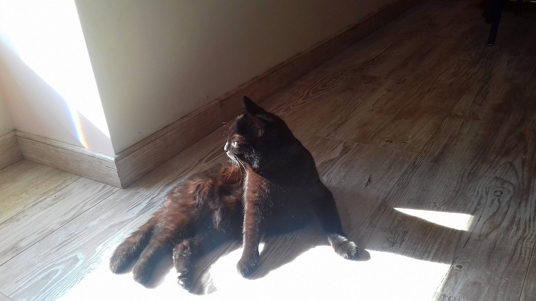 Louloutte participe au concours pour gagner de l'argent avec cette photo : black_cat, burmese, carnivore, cat, domestic_short_haired_cat, felidae, floor, havana_brown, mammal, paw, small_to_medium_sized_cats, tail, whiskers