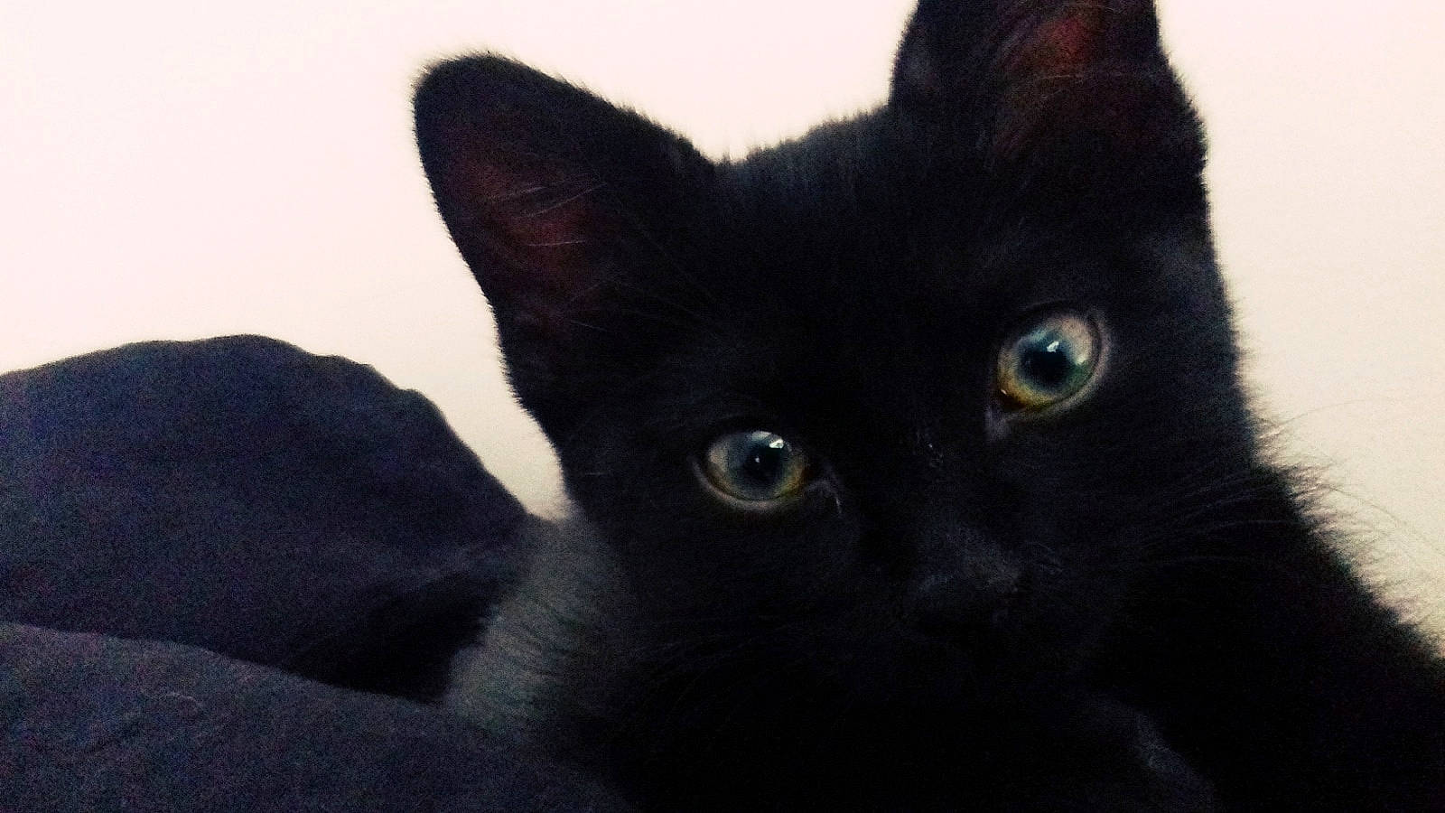 Louloutte participe au concours pour gagner de l'argent avec cette photo : black, black_and_white, black_cat, bombay, carnivore, cat, domestic_short_haired_cat, ear, eye, felidae, fur, kitten, mammal, small_to_medium_sized_cats, snout, vertebrate, whiskers