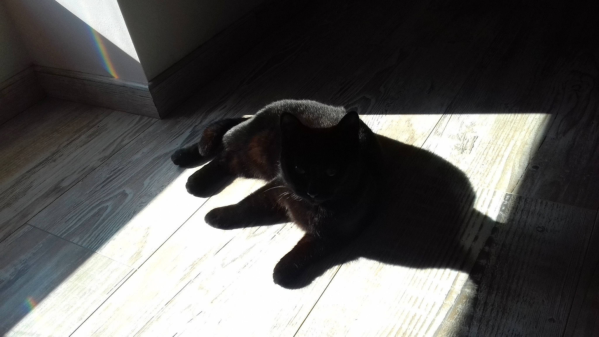 Louloutte participe au concours pour gagner de l'argent avec cette photo : black, black_cat, canidae, carnivore, cat, dog, dog_breed, felidae, finger, floor, guard_dog, hand, labrador_retriever, puppy, small_to_medium_sized_cats, snout, sporting_group, tail