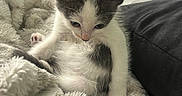 Prince Plum joined the competition — help win amazing prizes! animal, blanket, cat, comfort, cozy, cute, domestic, fur, furry, gray, indoor, kitten, pet, relaxing, resting, sleepy, small, soft, white, young