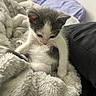 animal, blanket, cat, comfort, cozy, cute, domestic, fur, furry, gray, indoor, kitten, pet, relaxing, resting, sleepy, small, soft, white, young