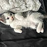 Prince Plum is registered to the contest to win money with this photo: animal, blanket, cat, cozy, curious, cute, fluffy, fur, gray, indoor, kitten, lying_down, paw, pet, resting, small, soft, tail, white, young