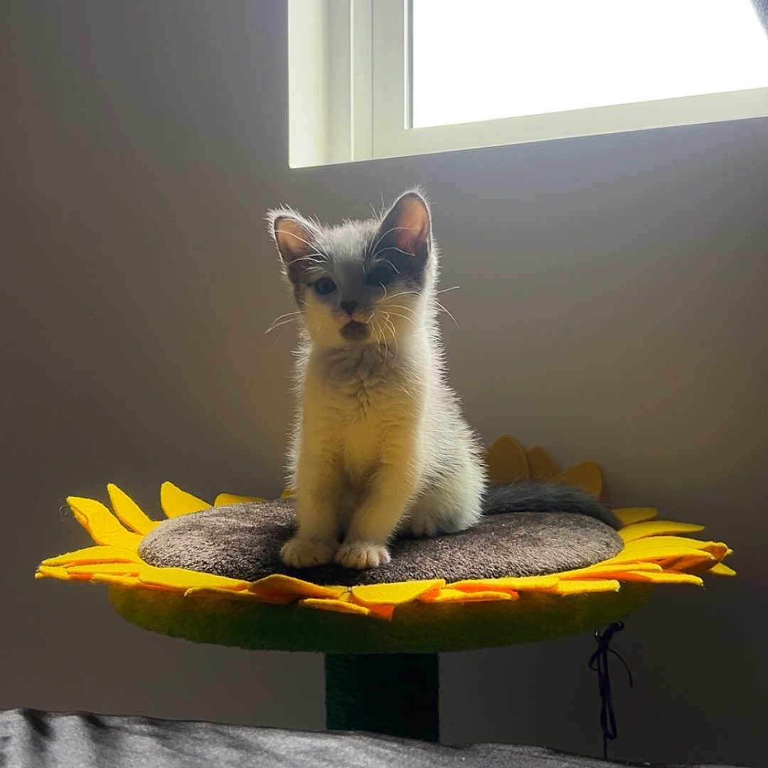 Prince Plum joined the competition — help win amazing prizes! animal, cat, cozy, cute, domestic_cat, flower_shaped_perch, furniture, gray, house, indoor, kitten, pet, quiet, resting, sitting, soft_light, sunlight, window, yellow, young