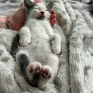 Prince Plum is registered to the contest to win money with this photo: adorable, animal, blanket, cat, closeup, cozy, cute, fur, furry, gray, hand, indoor, kitten, paw, pet, relaxing, resting, sleeping, soft, white
