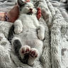 adorable, animal, blanket, cat, closeup, cozy, cute, fur, furry, gray, hand, indoor, kitten, paw, pet, relaxing, resting, sleeping, soft, white