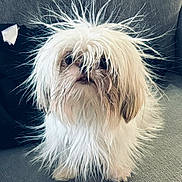 Jarley joined the competition — help win amazing prizes! adorable, animal, companion, couch, cute, dog, domestic_animal, face, fluffy, fur_texture, furry, indoor, living_room, long_hair, messy_fur, pet, sitting, small_dog, spiky_fur, white_fur
