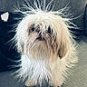 adorable, animal, companion, couch, cute, dog, domestic_animal, face, fluffy, fur_texture, furry, indoor, living_room, long_hair, messy_fur, pet, sitting, small_dog, spiky_fur, white_fur