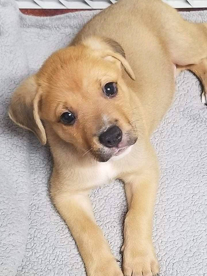 Maxx is registered to the contest to win money with this photo: ancient_dog_breeds, canidae, carnivore, companion_dog, dog, dog_breed, ear, fawn, fur, labrador_retriever, non_sporting_group, paw, puppy, retriever, snout, sporting_group, tail, whiskers, working_animal, working_dog