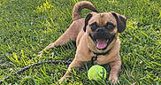 Bucky joined the competition — help win amazing prizes! dog, grass, tennis_ball, outdoor, sunlight, greenery, happy, pet, animal, playful, nature, park, summer, tongue_out, leash, small_dog, daylight, canine, smiling, background_building