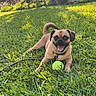 dog, grass, tennis_ball, outdoor, sunlight, greenery, happy, pet, animal, playful, nature, park, summer, tongue_out, leash, small_dog, daylight, canine, smiling, background_building