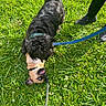 dog, grass, leash, playful, black_dog, tan_dog, outdoor, person, shoes, greenery, collar, pet, animal, cute, fun, tongue_out, play, nature, summer, friendship