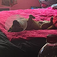 Bucky joined the competition — help win amazing prizes! dog, cone, bed, blanket, pink, pillow, window, curtain, indoor, resting, pet, cozy, relaxed, fur, animal, sleeping, comfort, home, soft_light, casual