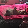 dog, cone, bed, blanket, pink, pillow, window, curtain, indoor, resting, pet, cozy, relaxed, fur, animal, sleeping, comfort, home, soft_light, casual