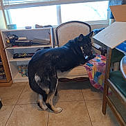 Hercules is registered to the contest to win money with this photo: dog, indoor, furniture, chair, blanket, window, tile_floor, shelf, box, pet, curious, brown, black, tan, animal, cozy, home, light, daylight, looking_back