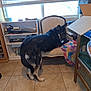dog, indoor, furniture, chair, blanket, window, tile_floor, shelf, box, pet, curious, brown, black, tan, animal, cozy, home, light, daylight, looking_back