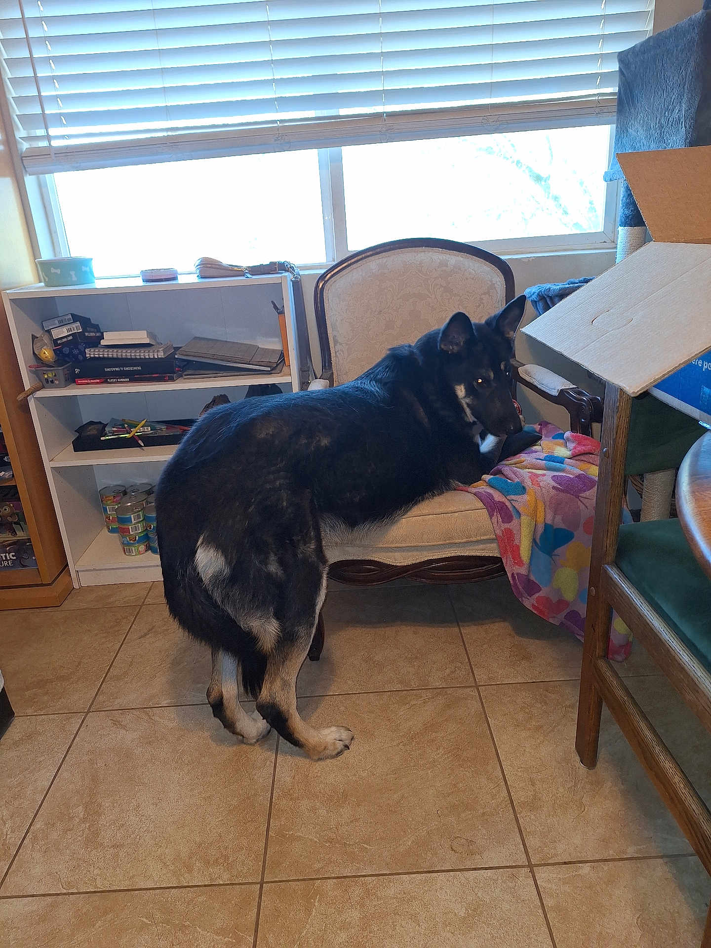 Hercules is registered to the contest to win money with this photo: dog, indoor, furniture, chair, blanket, window, tile_floor, shelf, box, pet, curious, brown, black, tan, animal, cozy, home, light, daylight, looking_back