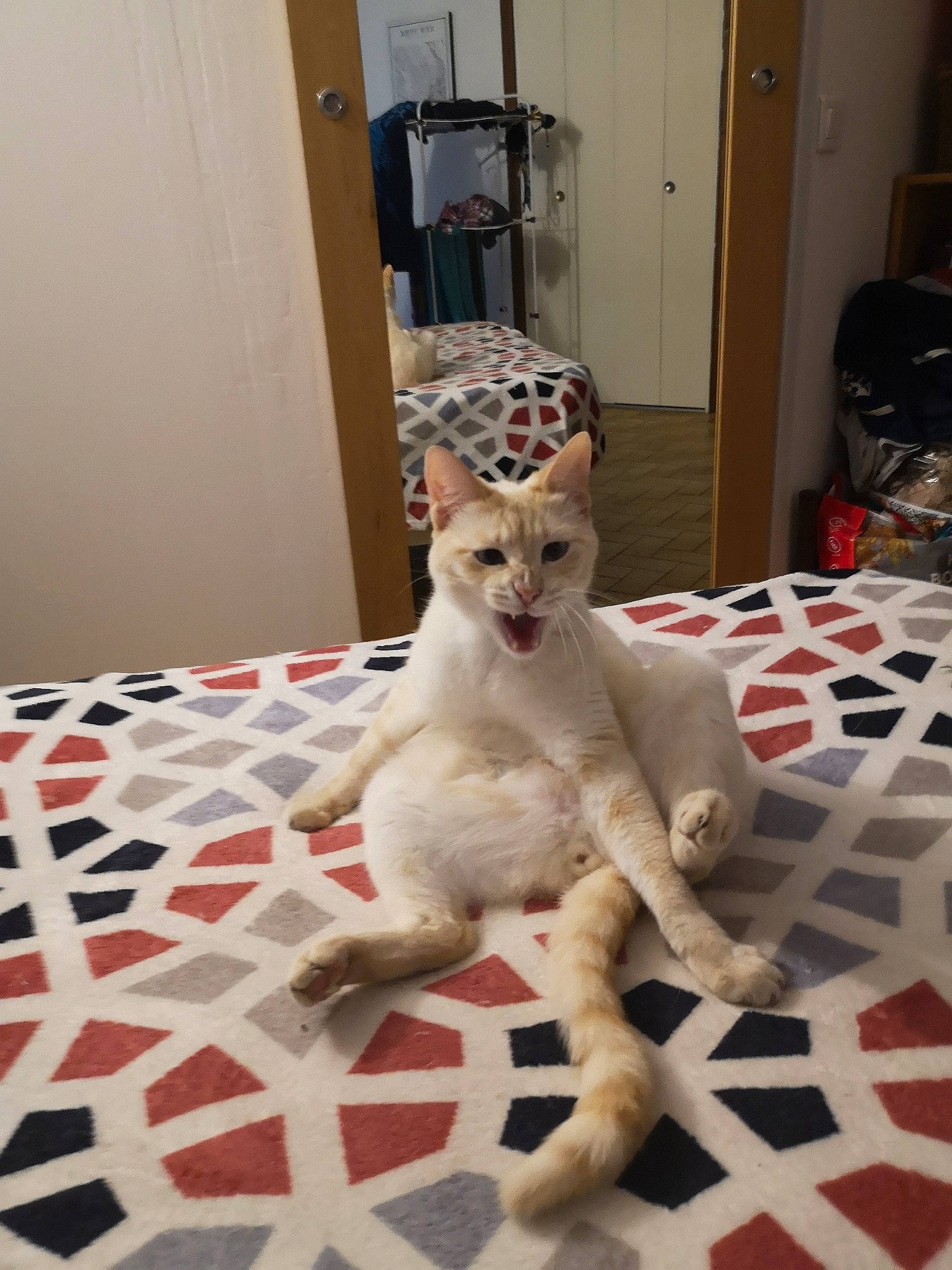 Ténor participe au concours pour gagner de l'argent avec cette photo : carnivore, cat, comfort, companion_dog, couch, domestic_short_haired_cat, door, fawn, felidae, flooring, fur, hardwood, linens, paw, room, small_to_medium_sized_cats, snout, tail, whiskers, wood