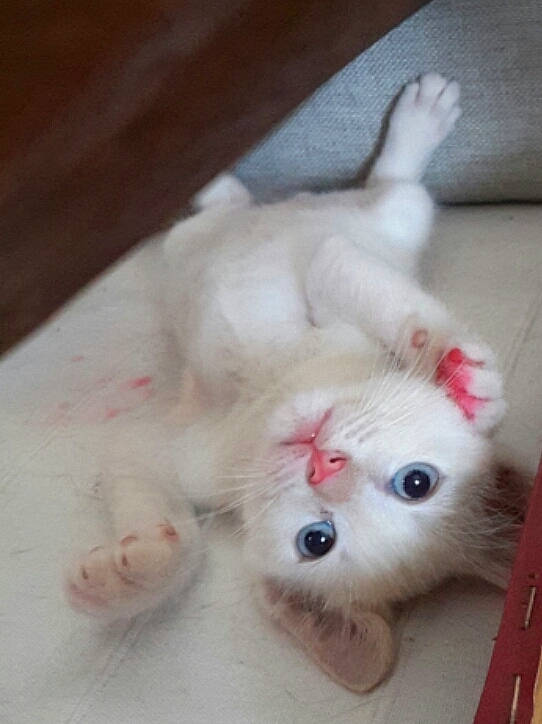 Ténor participe au concours pour gagner de l'argent avec cette photo : canidae, carnivore, companion_dog, dog, dog_breed, fawn, felidae, fur, japanese_spitz, paw, samoyed, small_to_medium_sized_cats, snout, spitz, sporting_group, tail, toy_dog, volpino_italiano, whiskers, working_animal