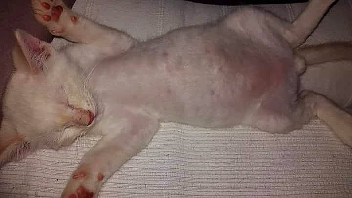 Ténor participe au concours pour gagner de l'argent avec cette photo : carnivore, cat, claw, comfort, domestic_short_haired_cat, fawn, felidae, flesh, foot, fur, nail, nap, paw, sleep, small_to_medium_sized_cats, snout, tail, whiskers